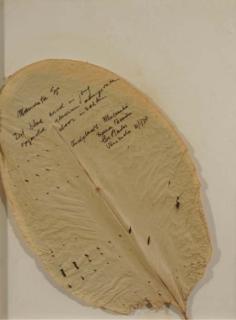 Sjoerd Buisman - Mananta Sp.