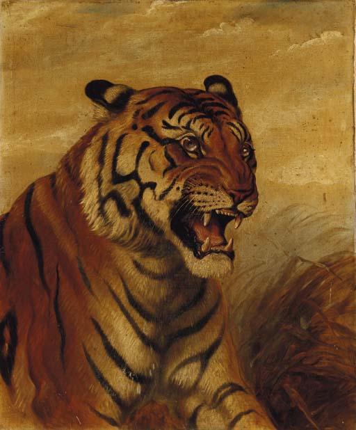 Snarling Tiger