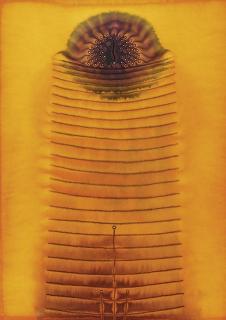 Sohan Qadri - Untitled