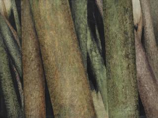 Sohrab Sepehri - Untitled (From The Tree-Trunks Series)