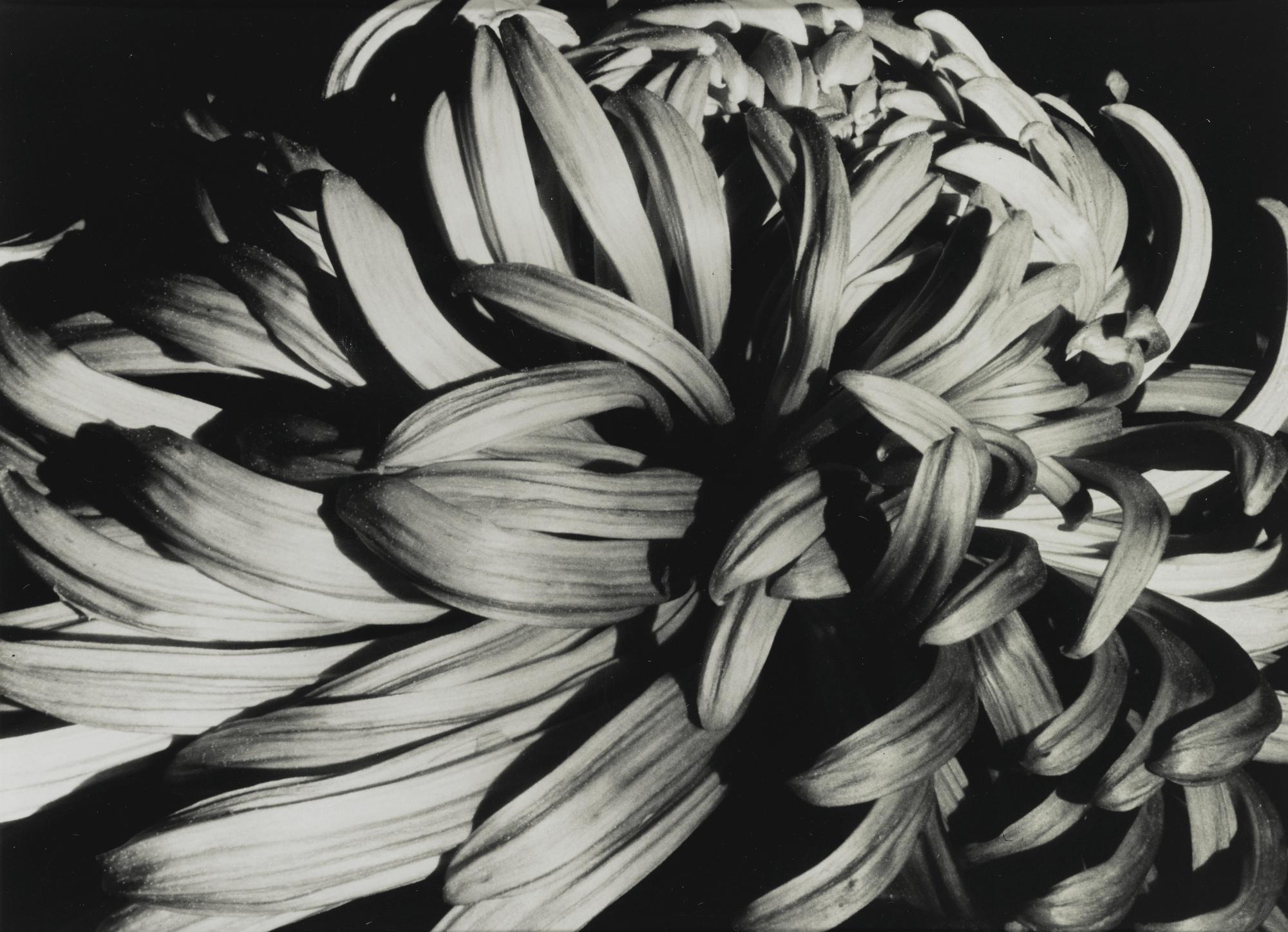 Sonya Noskowiak - Plant Detail