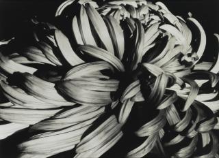 Sonya Noskowiak - Plant Detail