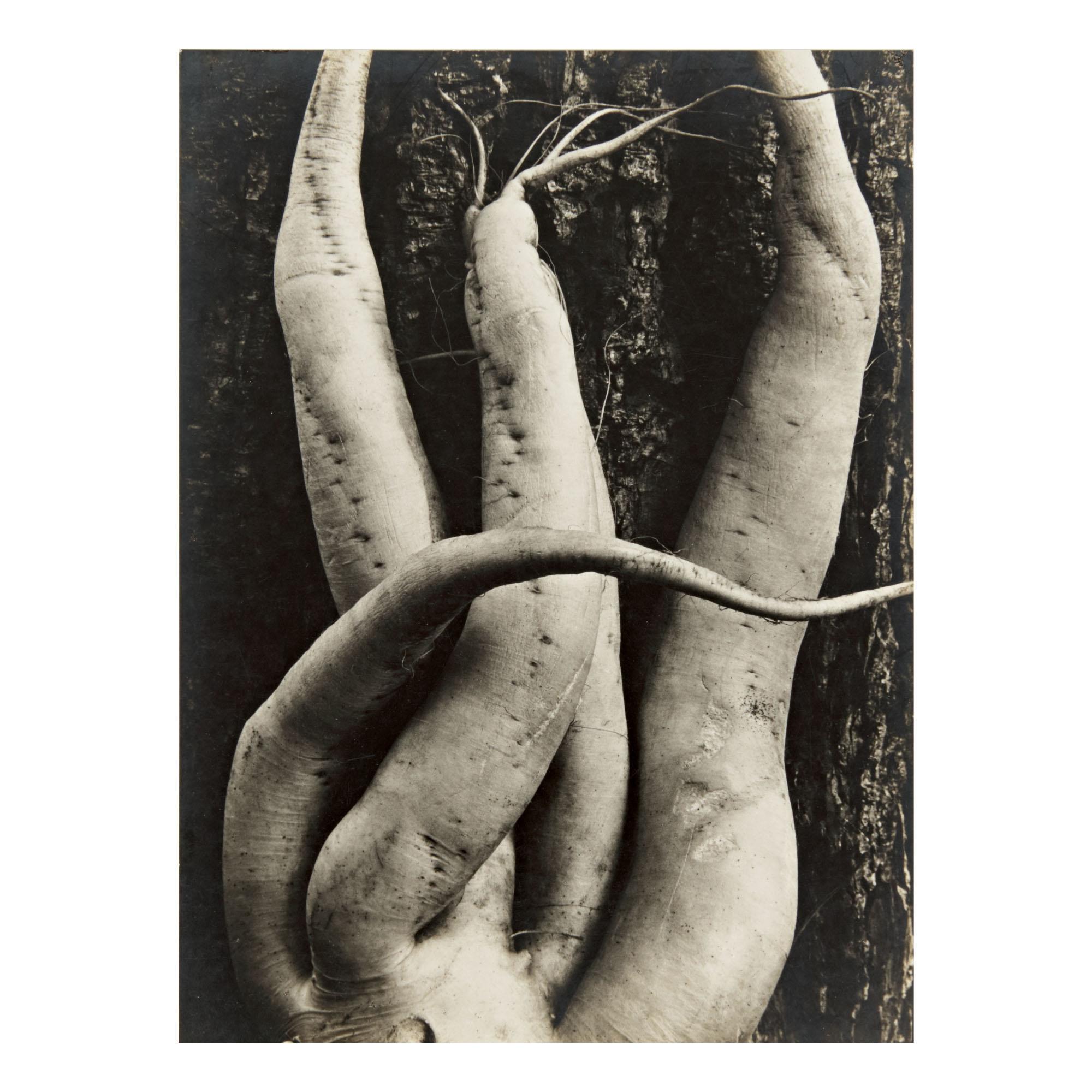 Sonya Noskowiak - \'White Radish\'