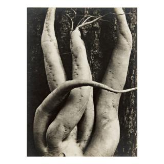 Sonya Noskowiak - \'White Radish\'