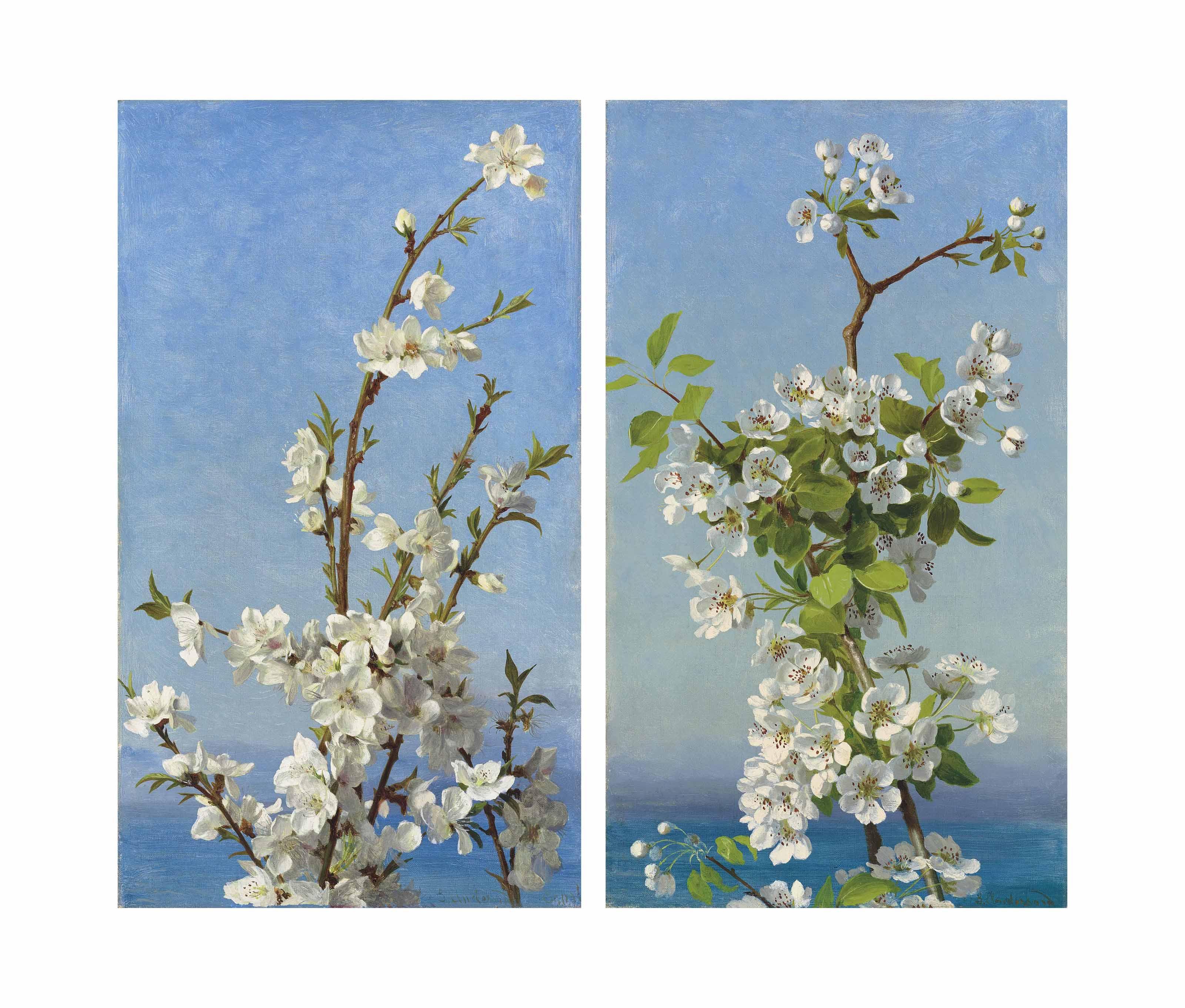 Sophie Anderson - Two Studies Of Hawthorn Blossom, Capri