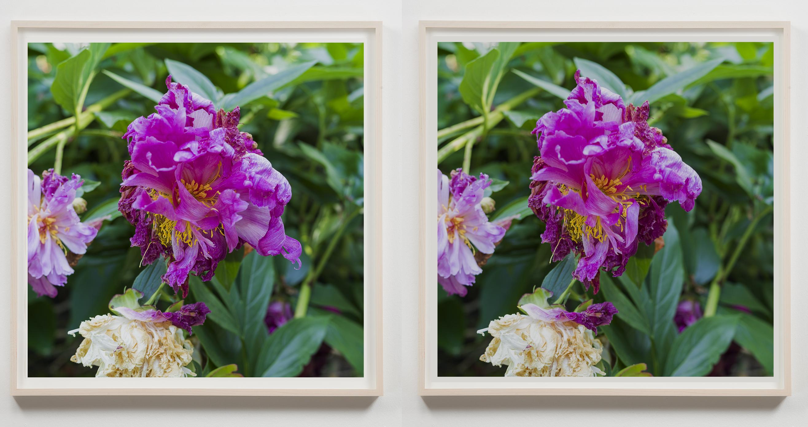 Spencer Finch - Two Petals Fall (After Masaoka Shiki)