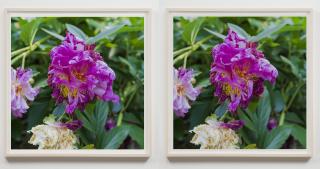 Spencer Finch - Two Petals Fall (After Masaoka Shiki)