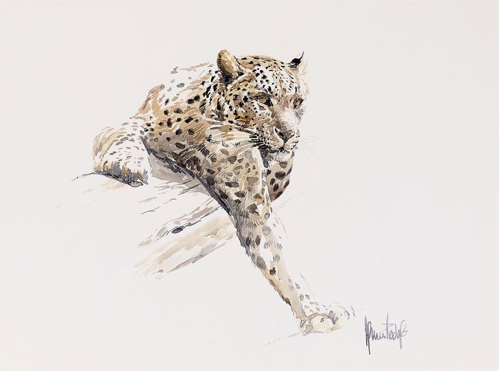 Spencer Hodge - A leopard tracking his prey