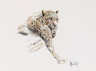 Spencer Hodge - A leopard tracking his prey