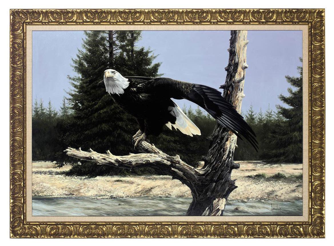 Spencer Hodge - Bald eagle