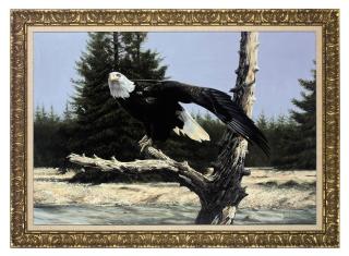 Spencer Hodge - Bald eagle