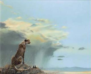 Spencer Hodge - Cheetah at Ngorogoro Crater