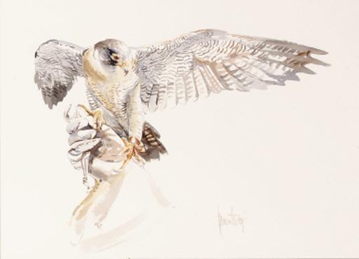 Spencer Hodge - Falcon