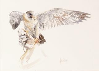 Spencer Hodge - Falcon