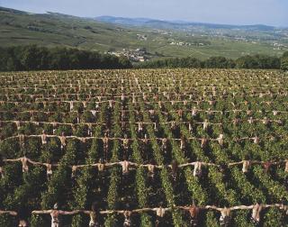 Spencer Tunick - Bourgogne, France 2009