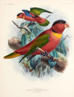 St. George Jackson Mivart - A Monograph of the Lories... London, 1896