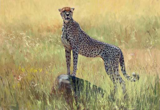 Stan Kaminski, R.B.S.A., W.N.A.G. - Cheetah lookout