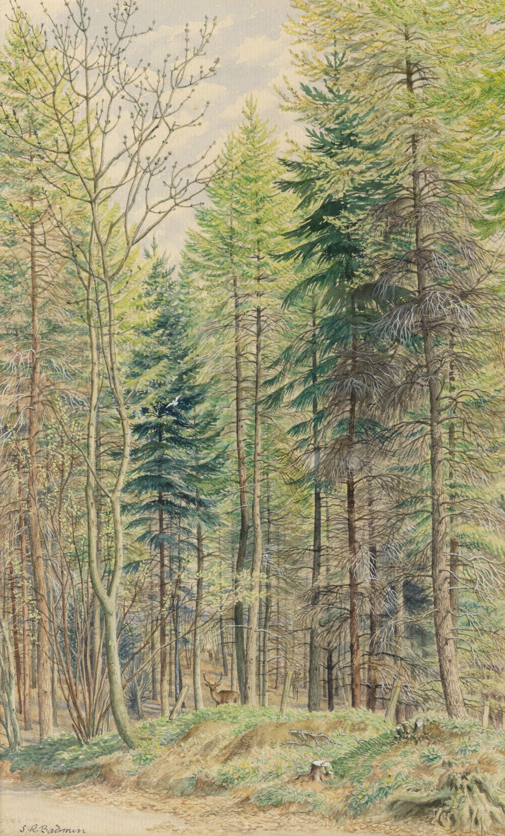 Stanley Roy Badmin R.W.S. - Mixed Conifers, April