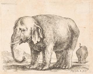 Stefano Della Bella - 15 Bll. aus: Diversi animali