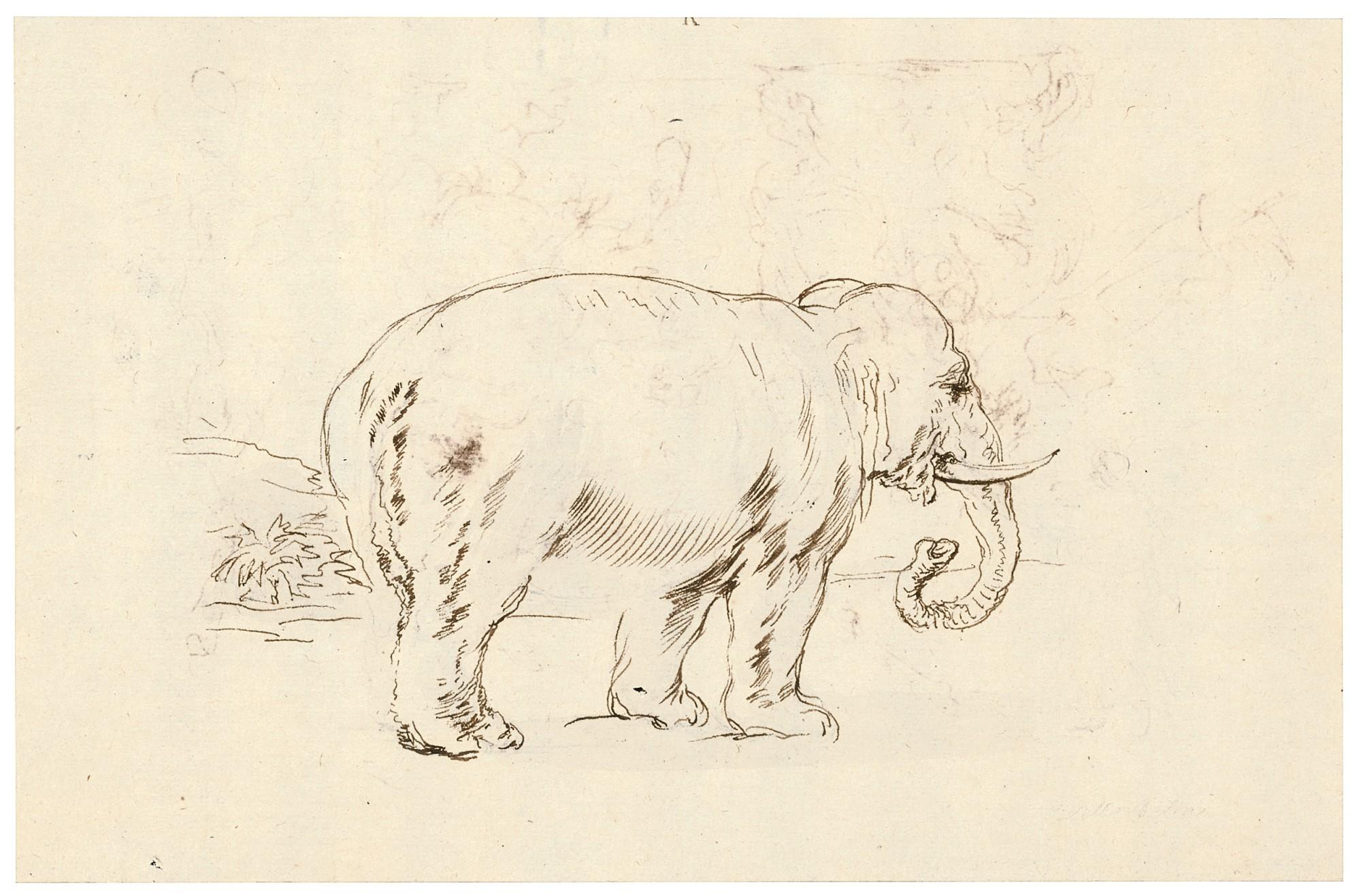 Stefano Della Bella - Recto: Study of an Elephant Verso: The Battle of the Centaurs and Lapiths