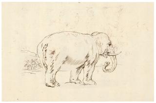 Stefano Della Bella - Recto: Study of an Elephant Verso: The Battle of the Centaurs and Lapiths
