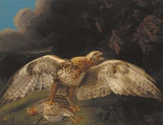 Stephen Elmer - A hawk guarding his prey