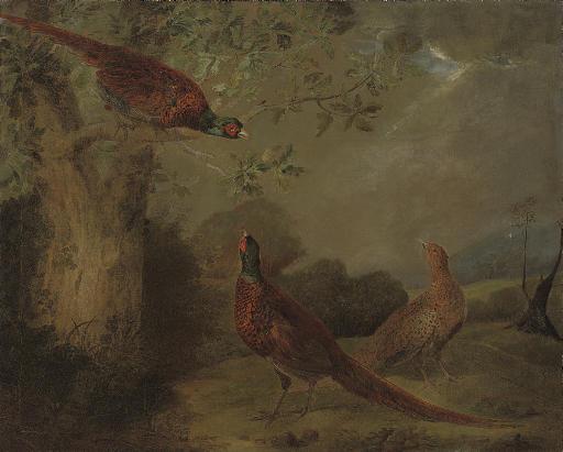 Stephen Elmer - Pheasants