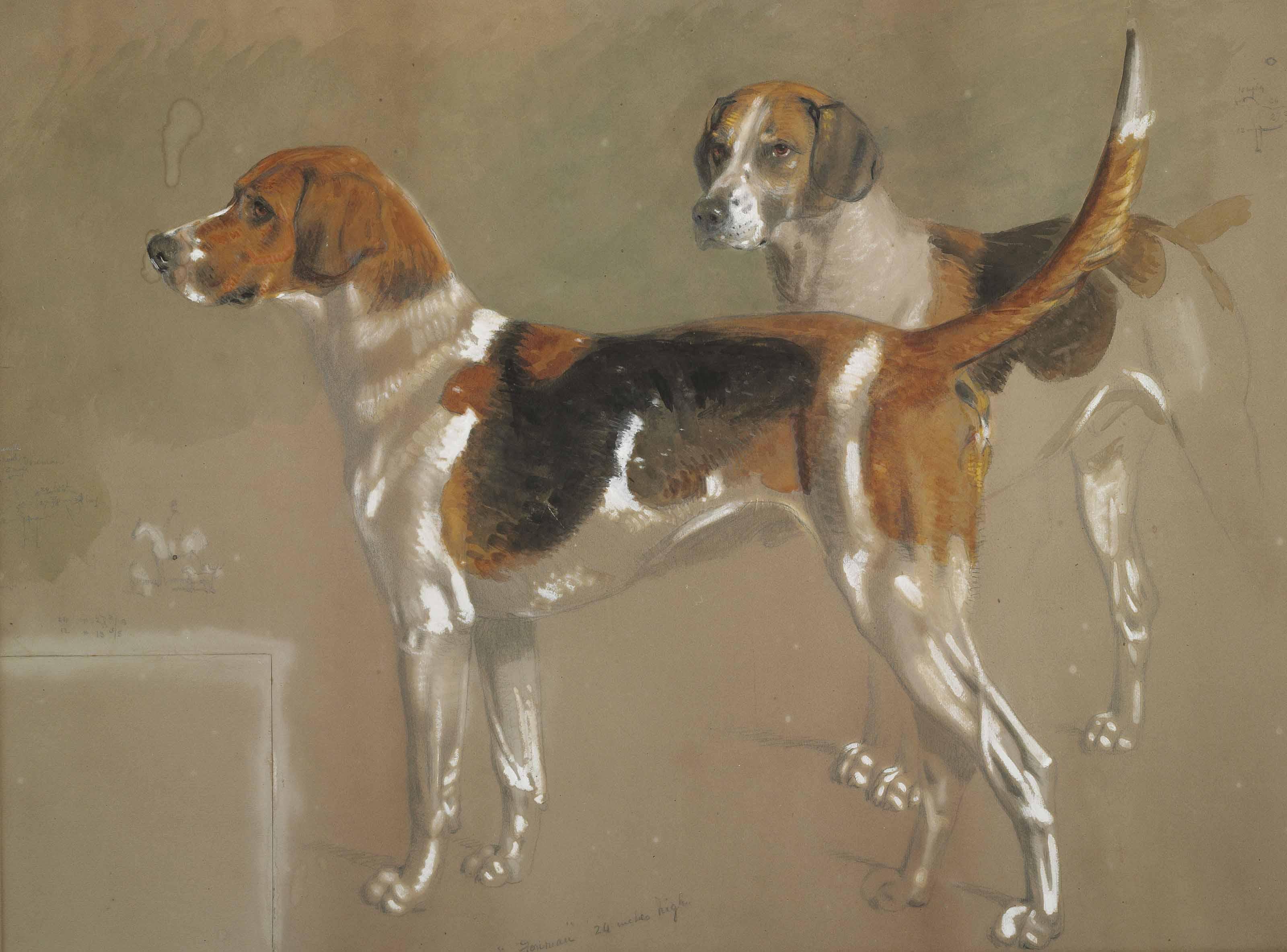 Stephen Pearce - Five sketches of Cottesmore foxhounds
