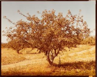 Stephen Shore - Forestville, California, September 5, 1974