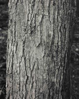 Stephen Shore - Trees, 1991-1995