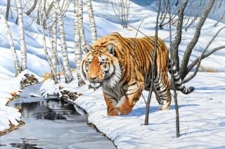 Steve Burgess - Tiger in the Snow