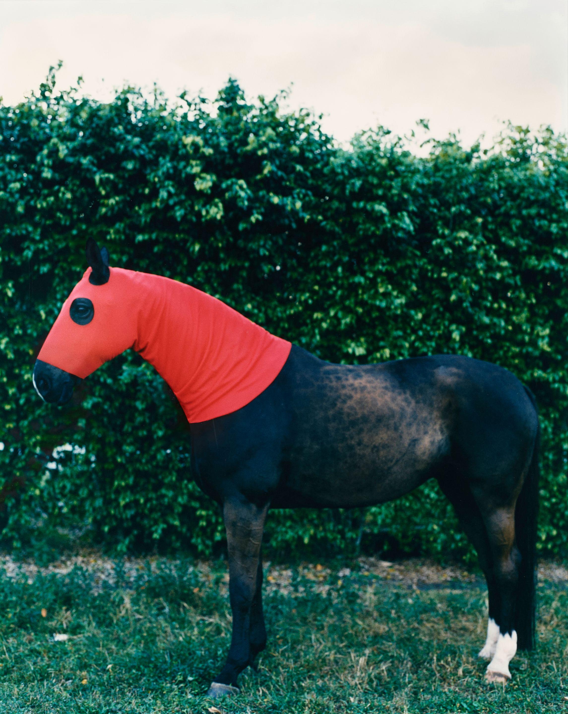 Steven Klein - Horse with Red Hood, Palm Beach, FL