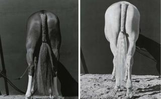 Steven Klein - Rio Bravo and Centurion, 2004