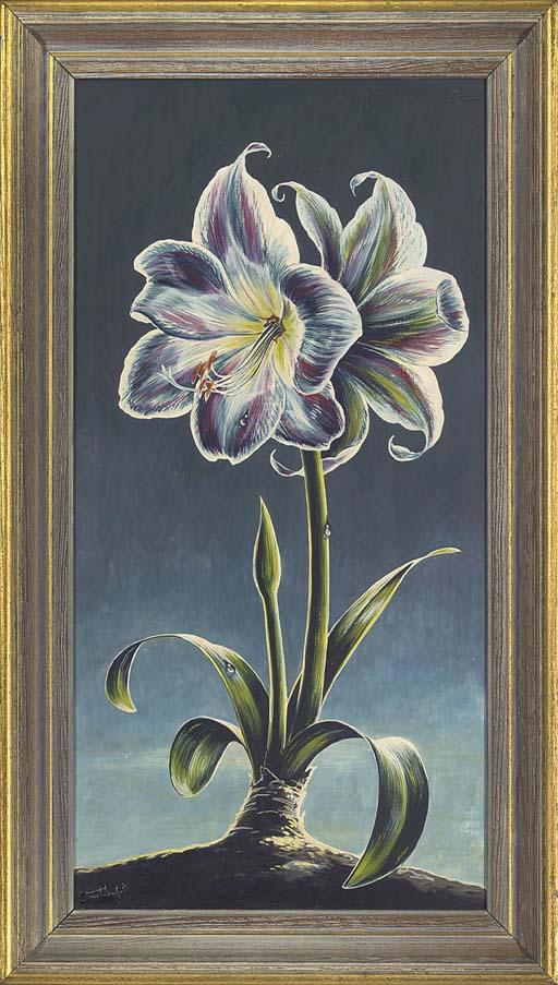 Stuart M. Armfield - A pair of Amarili