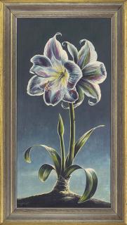 Stuart M. Armfield - A pair of Amarili