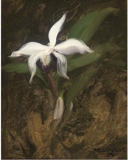 Stuart Park - A White Lily