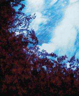 Susan Derges - Bracken (Arch study I), 2008