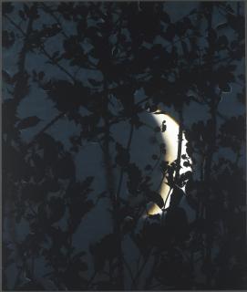 Susan Derges - Crescent Moon Briars, 2003