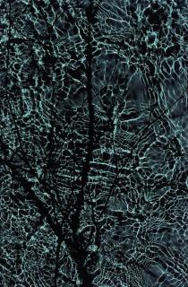 Susan Derges - River - Birch - Full Moon