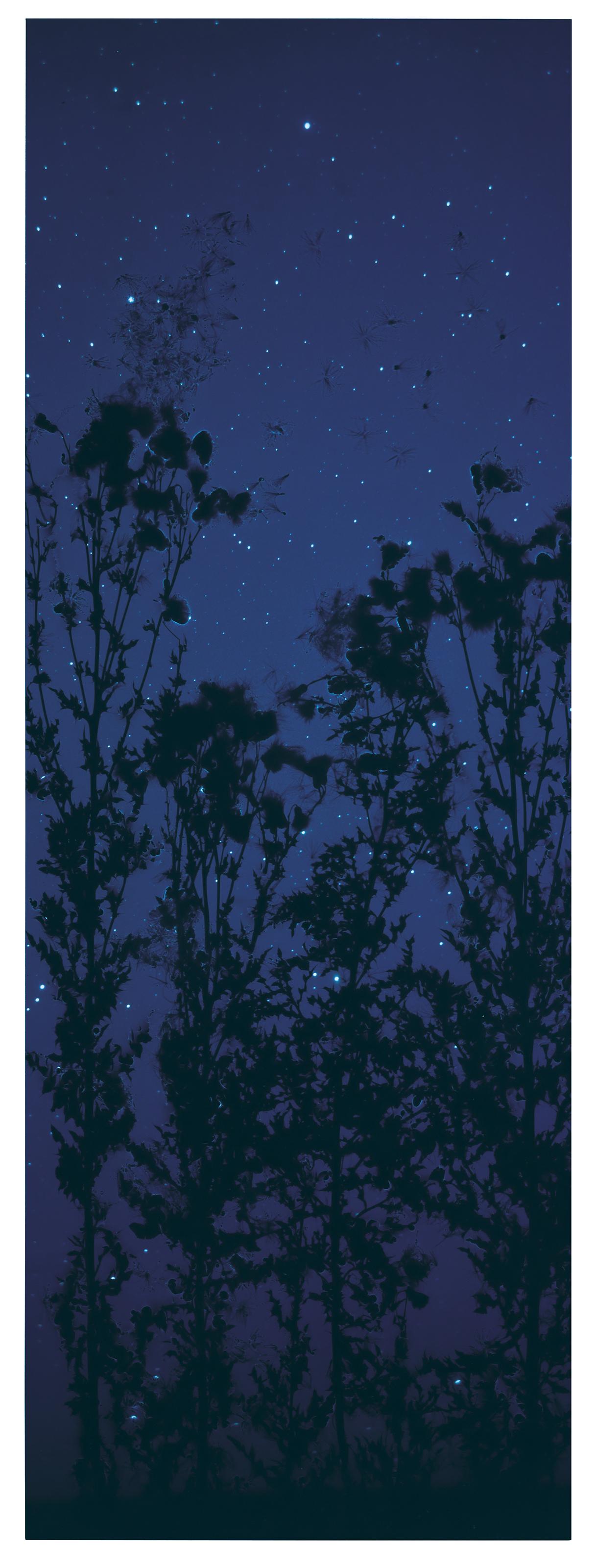 Susan Derges - Star Field Thistle