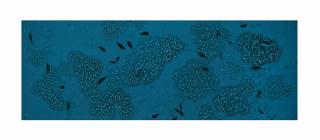 Susan Derges - Starfield, Spawn, 2004