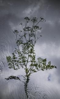 Susan Derges - Water Drop Wort 2, 2012