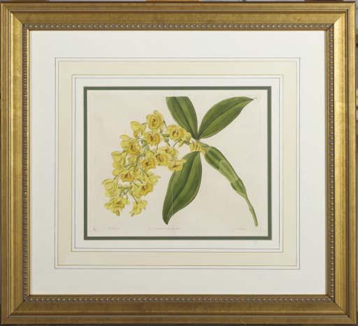 Sydenham Edwards - The New Botanic Garden: Twelve Plates