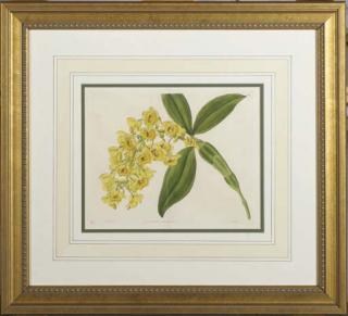 Sydenham Edwards - The New Botanic Garden: Twelve Plates