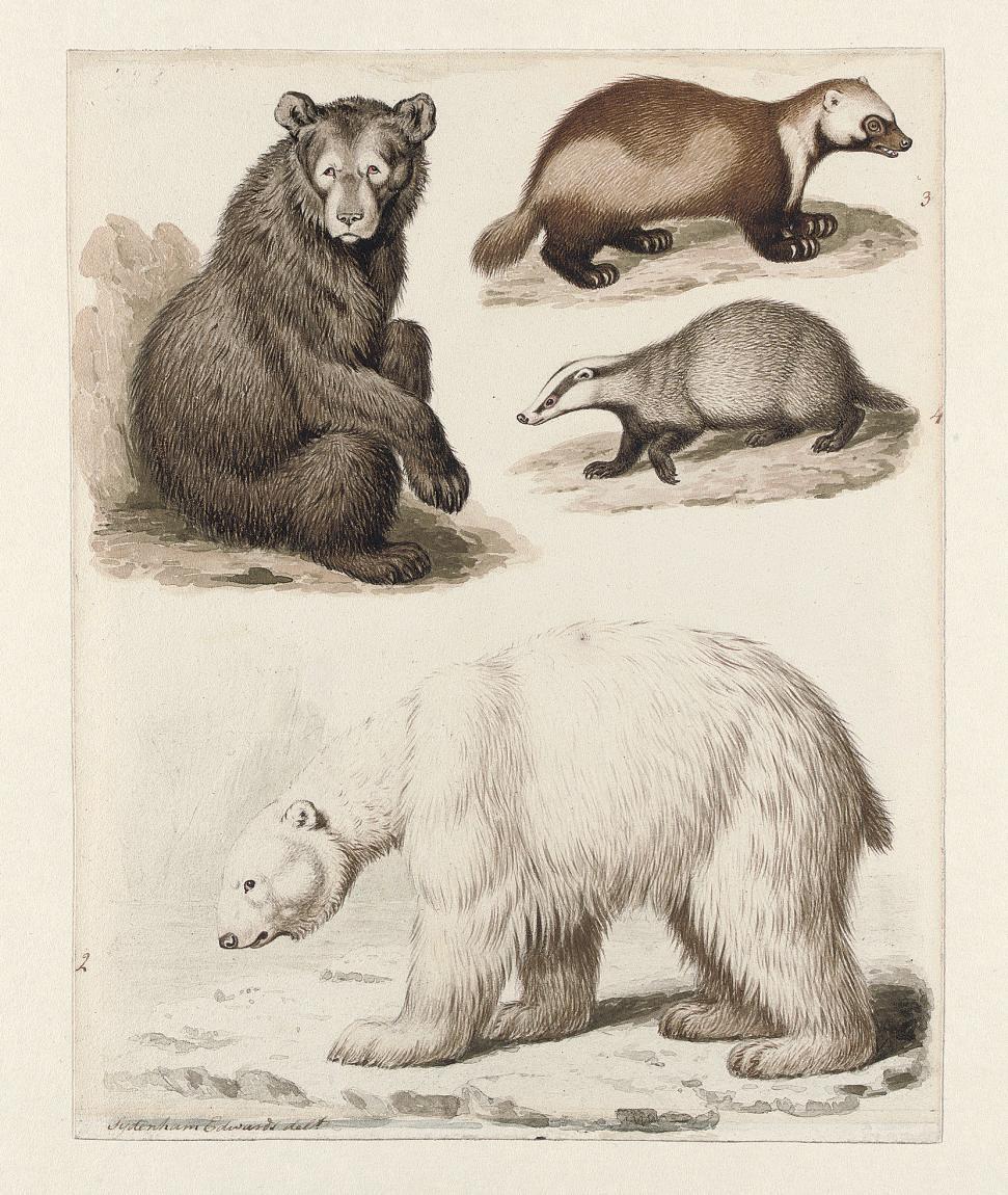 Sydenham Teak Edwards - Study of four quadrupeds: an American Bear, a Polar Bear, a Wolverine and a Badger
