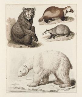 Sydenham Teak Edwards - Study of four quadrupeds: an American Bear, a Polar Bear, a Wolverine and a Badger