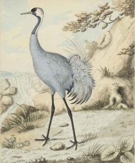 Sydenham Teast Edwards - Study of a crane