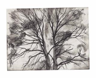 Sylvia Plimack Mangold - The Pin Oak