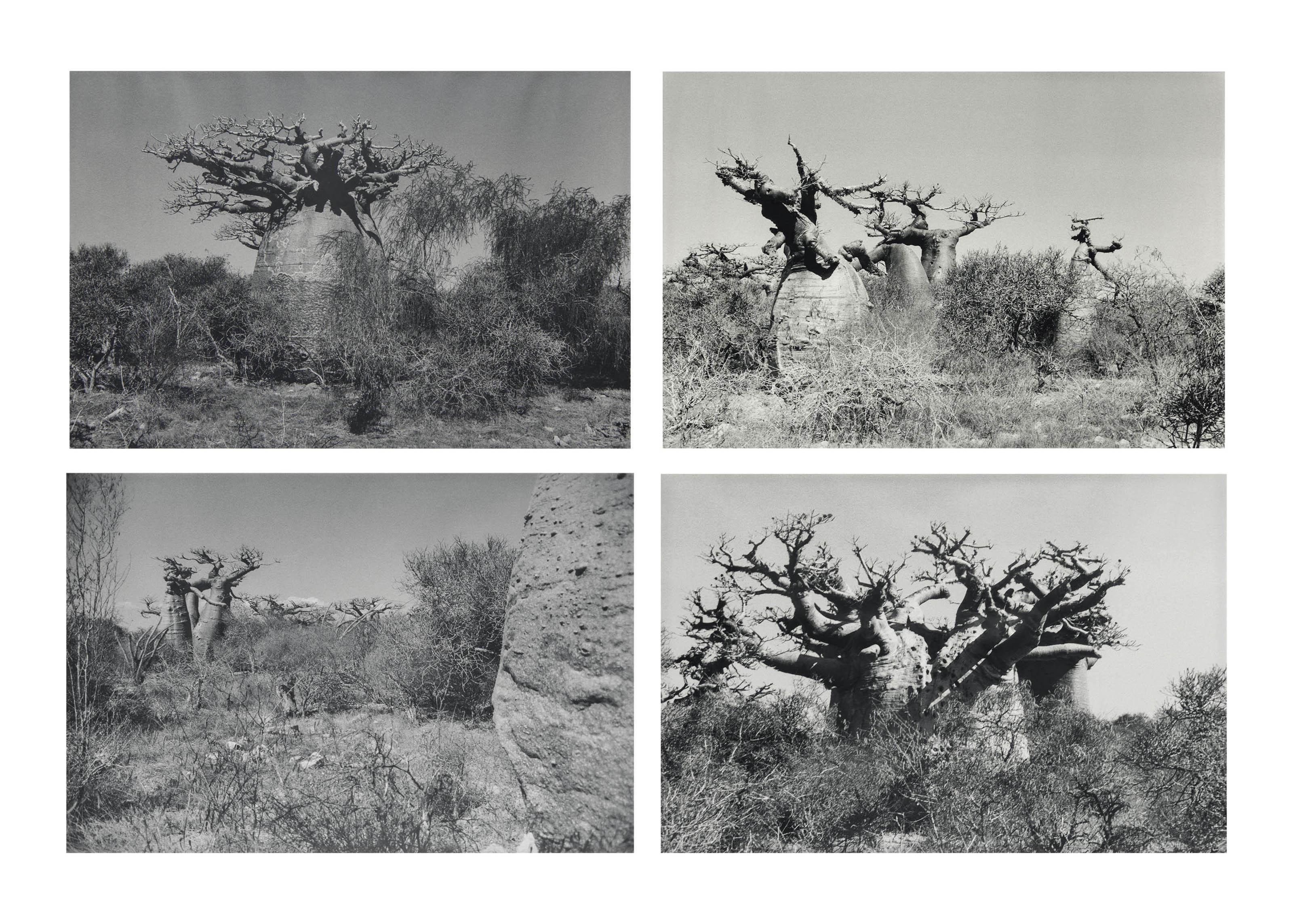 Tacita Dean - (i) Baobab III  (ii) Baobab IV  (iii) Baobab V  (iv) Baobab VI
