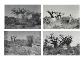 Tacita Dean - (i) Baobab III  (ii) Baobab IV  (iii) Baobab V  (iv) Baobab VI